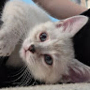 Meet your Posher, Alan